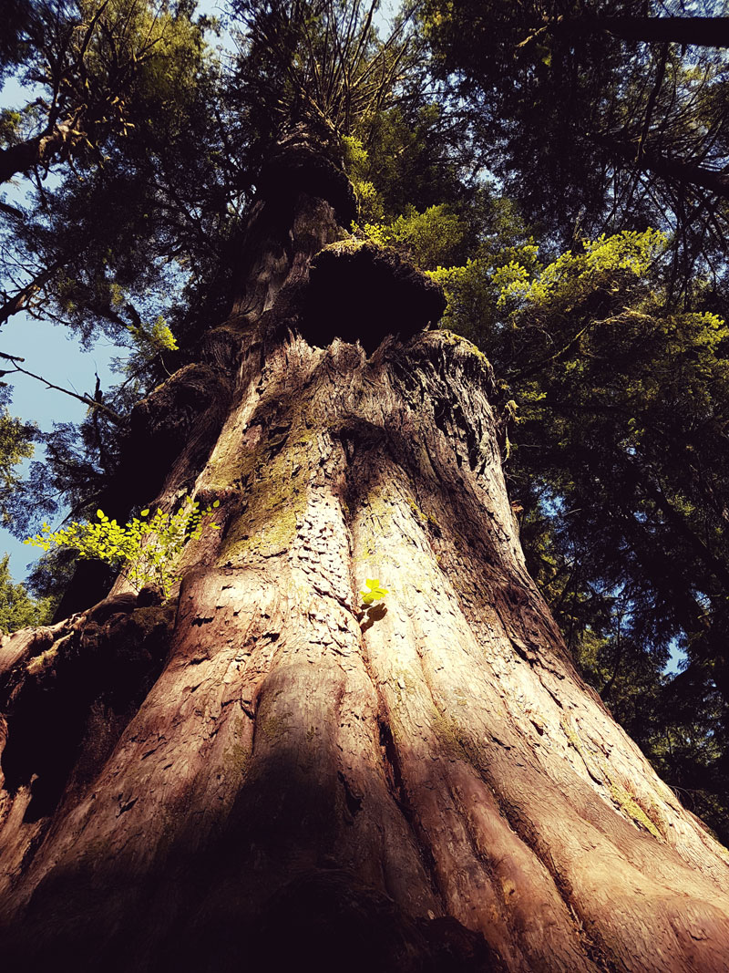 Jahresgruppe Baum Kanada